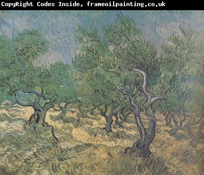 Vincent Van Gogh Olive Grove (nn04)